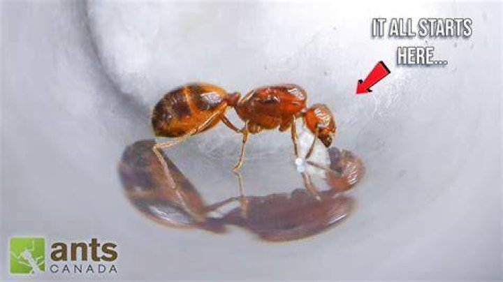 AntsCanada Biography And Net Worth
