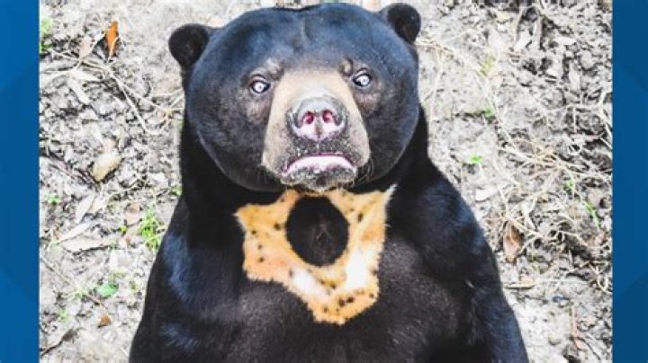 Bearsun Face Reveal & Location: Where Is He Right Now?