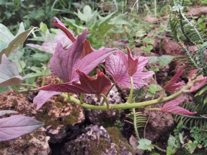 Can camote tops be eaten raw