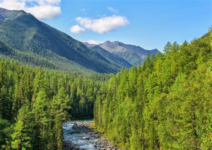 Characteristics of alpine forest