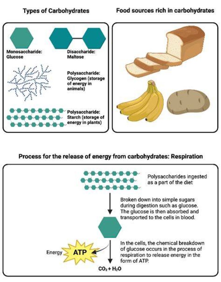Examples of carbohydrates in biology
