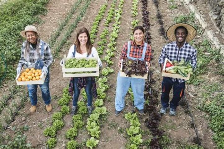 How did farmers alliances change the way small farmers operated