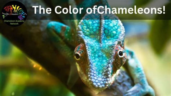 How do chameleon protect from enemies