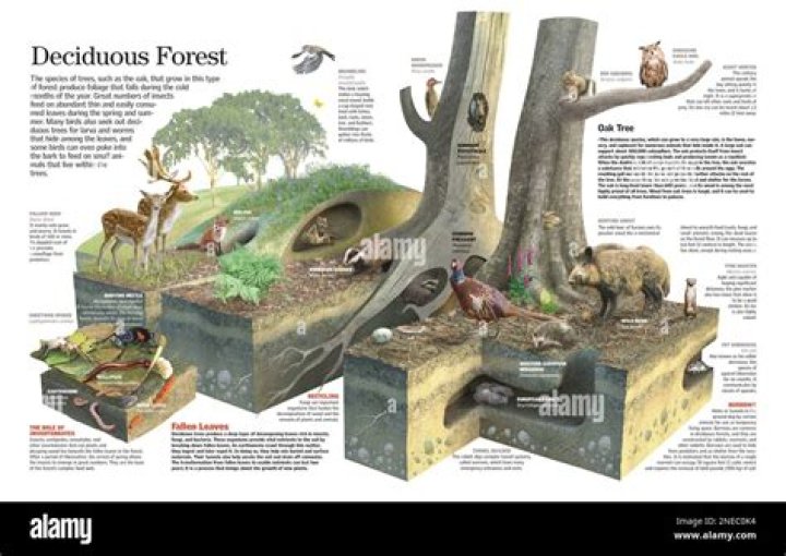 How does the lady fern adapt to the deciduous forest