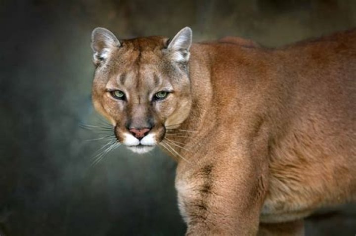 How fast is a cougar