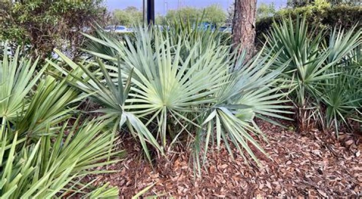 How much are palmetto berries a pound