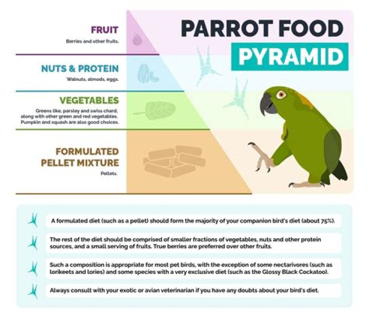 How much are parrots at petco