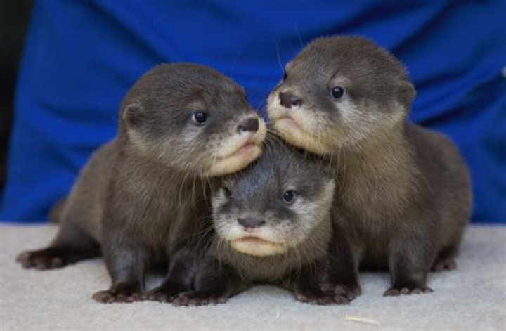 How much is a pet otter