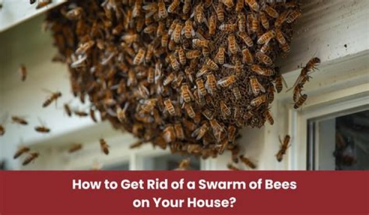 How to get rid of a swarm of bees