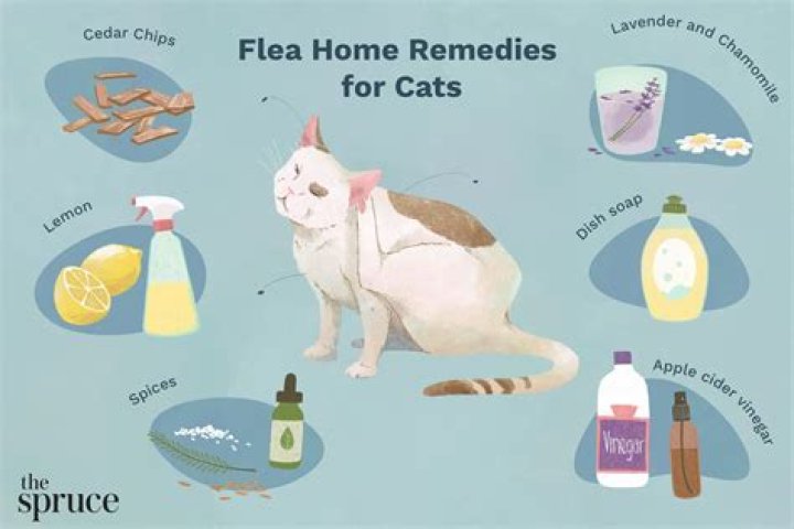 How to get rid of fleas on bunnies