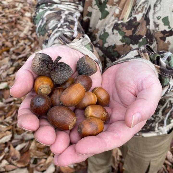 How to preserve acorns for deer