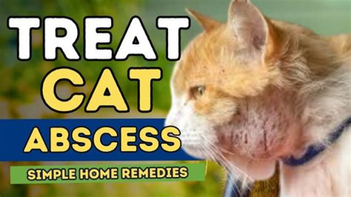 How to treat cat abscess at home