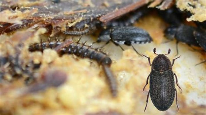 THE COMPARATIVE EFFECT OF MYRISTICA FRAGANS (NUTMEG) AND AFRAMOMUM MELEGUETA (ALLIGATOR PEPPER) ON DEMESTES MACULATUS DEGEER