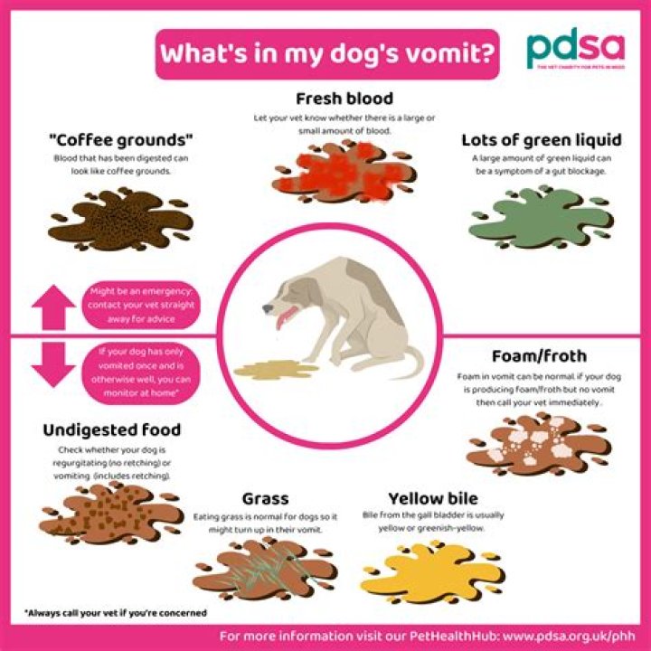 What animals cannot vomit