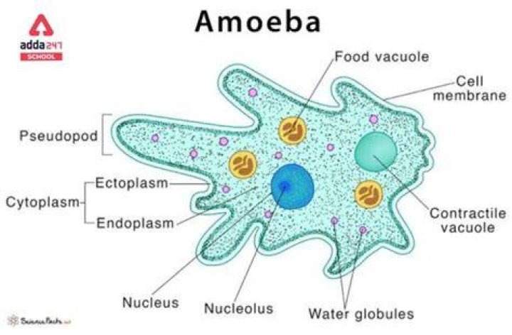 What are the similarities between amoeba paramecium and euglena