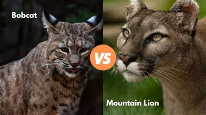 What is the Difference Between Bobcat and Mountain Lion