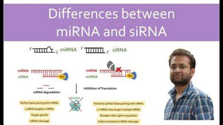What is the Difference Between siRNA and miRNA