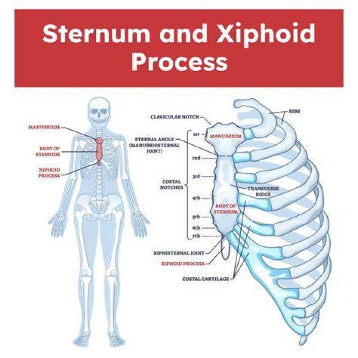 What is the main purpose of the xiphoid process