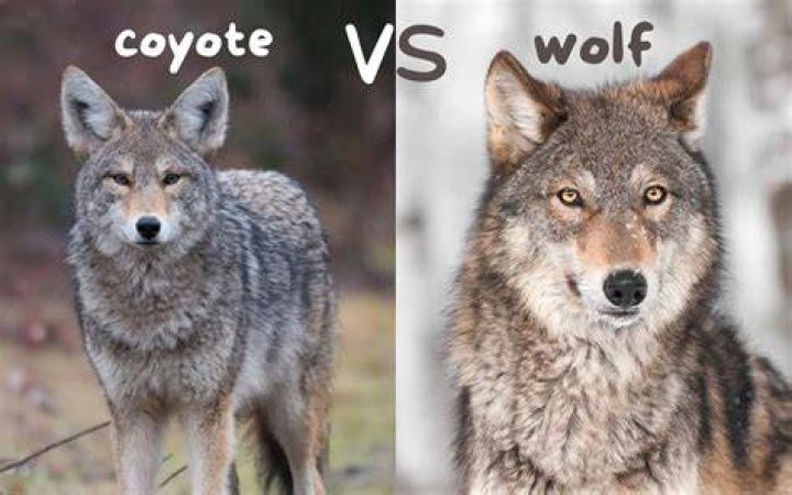 Who Is Dara Tombroff? Meet The Cast of Coyotes On Instagram