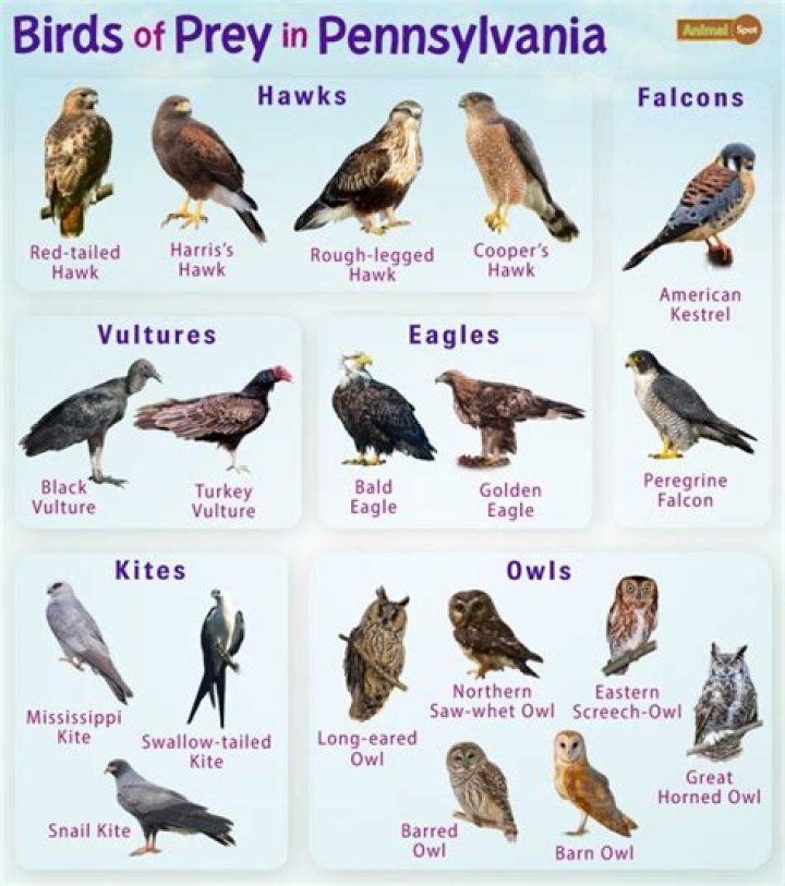 Who was Isabel in pakzad birds of prey?
