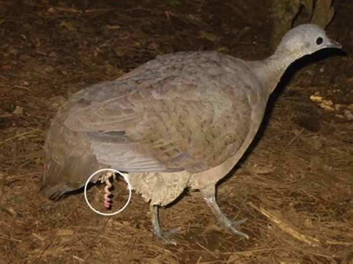 Why do birds have a keeled sternum