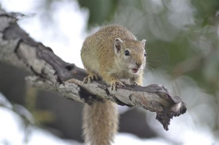 Why do squirrels bark